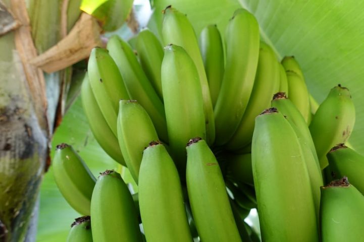 Banana Calories