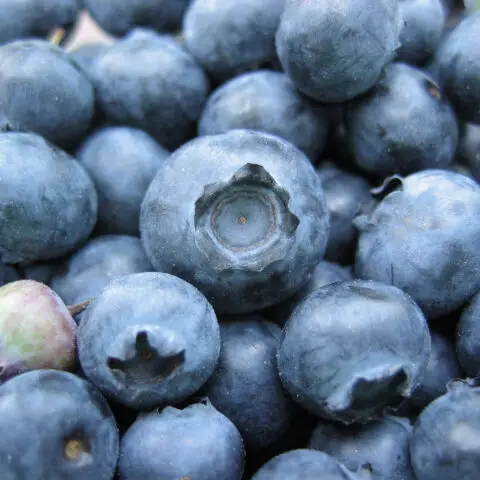 blueberries for losing weight
